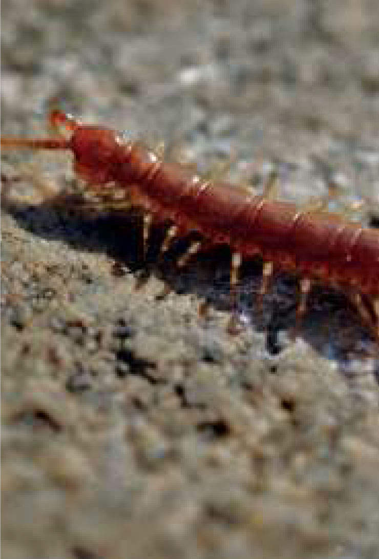 Centipede © Wellesley Woodlands